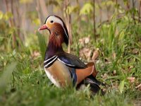 0007 (Mandarinente (M)